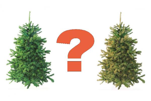 Какая новогодняя елка лучше: настоящая или искусственная?