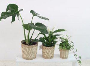 Топ 5+1 растений для дома, лучше всего очищающих воздух в жилище