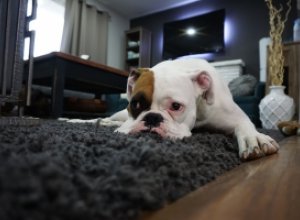 Как сохранить порядок в доме, где есть собака