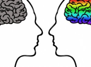 В чем разница между мужским и женским мозгом